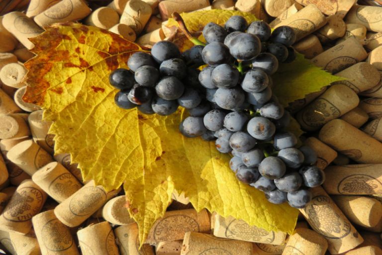 uhlar vino hrozno slovensko tradicia kvalita 4 uvod