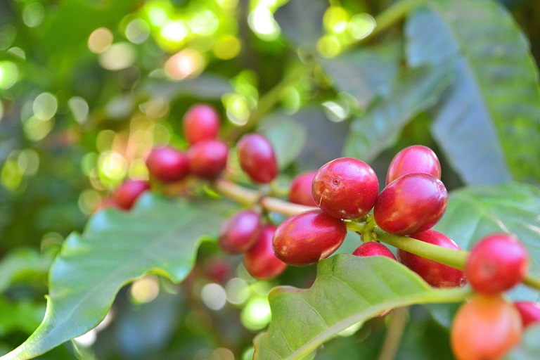 coffee_farm