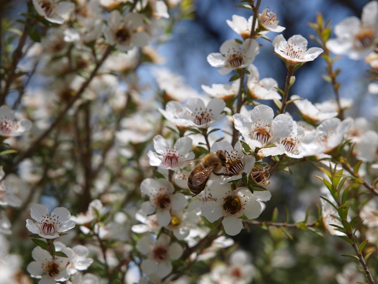 Manuka Honey_manuka med_med z nového zélandu_antibakteriálne účinky medu_posilnenie imunity