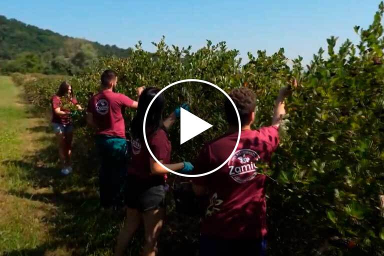 video Zamio