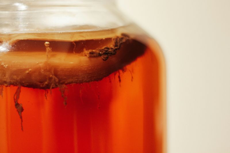 napoje kombucha