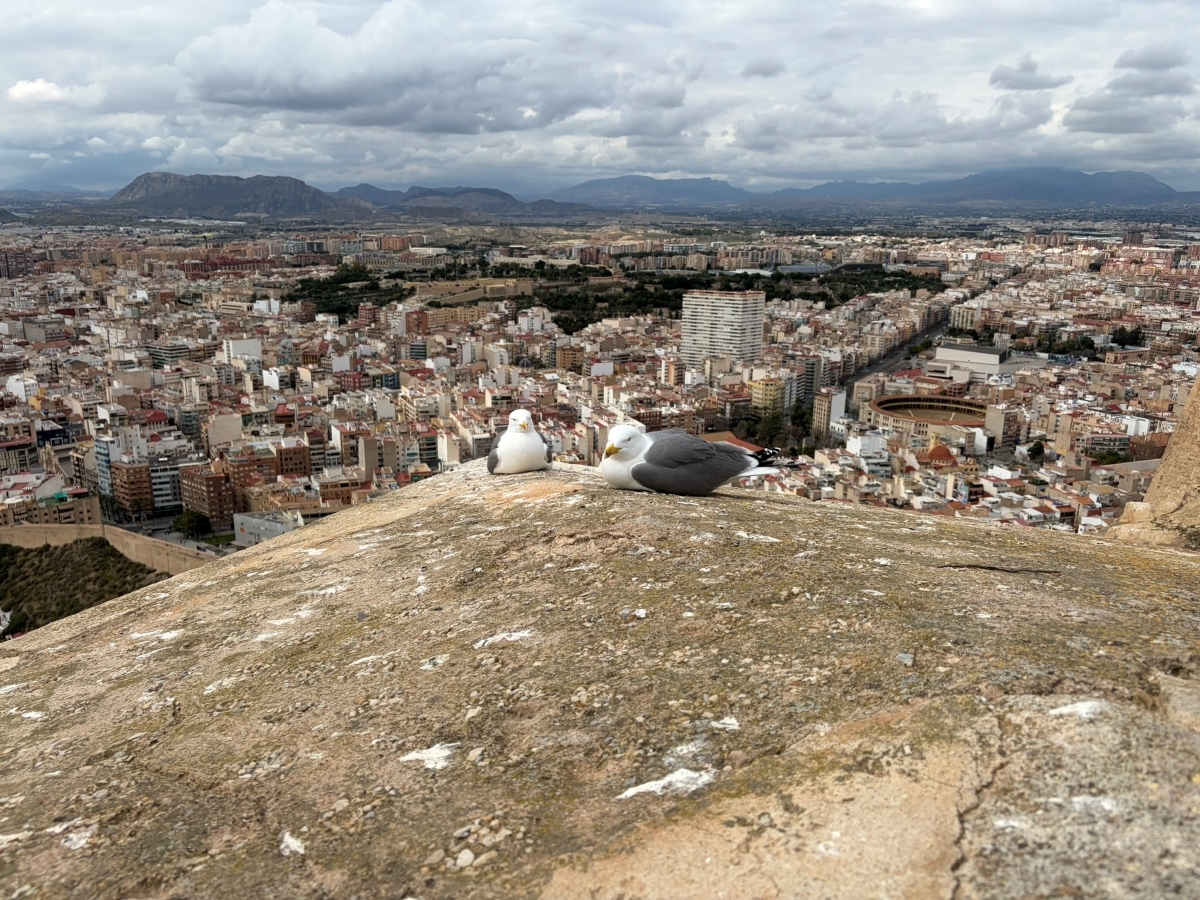 alicante franek travel tophoreca sk 2026 svata barbara hrad