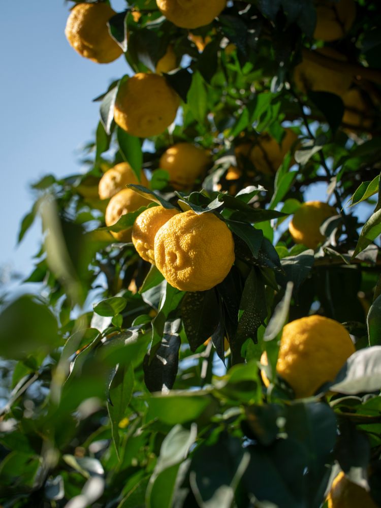 yuzu 1